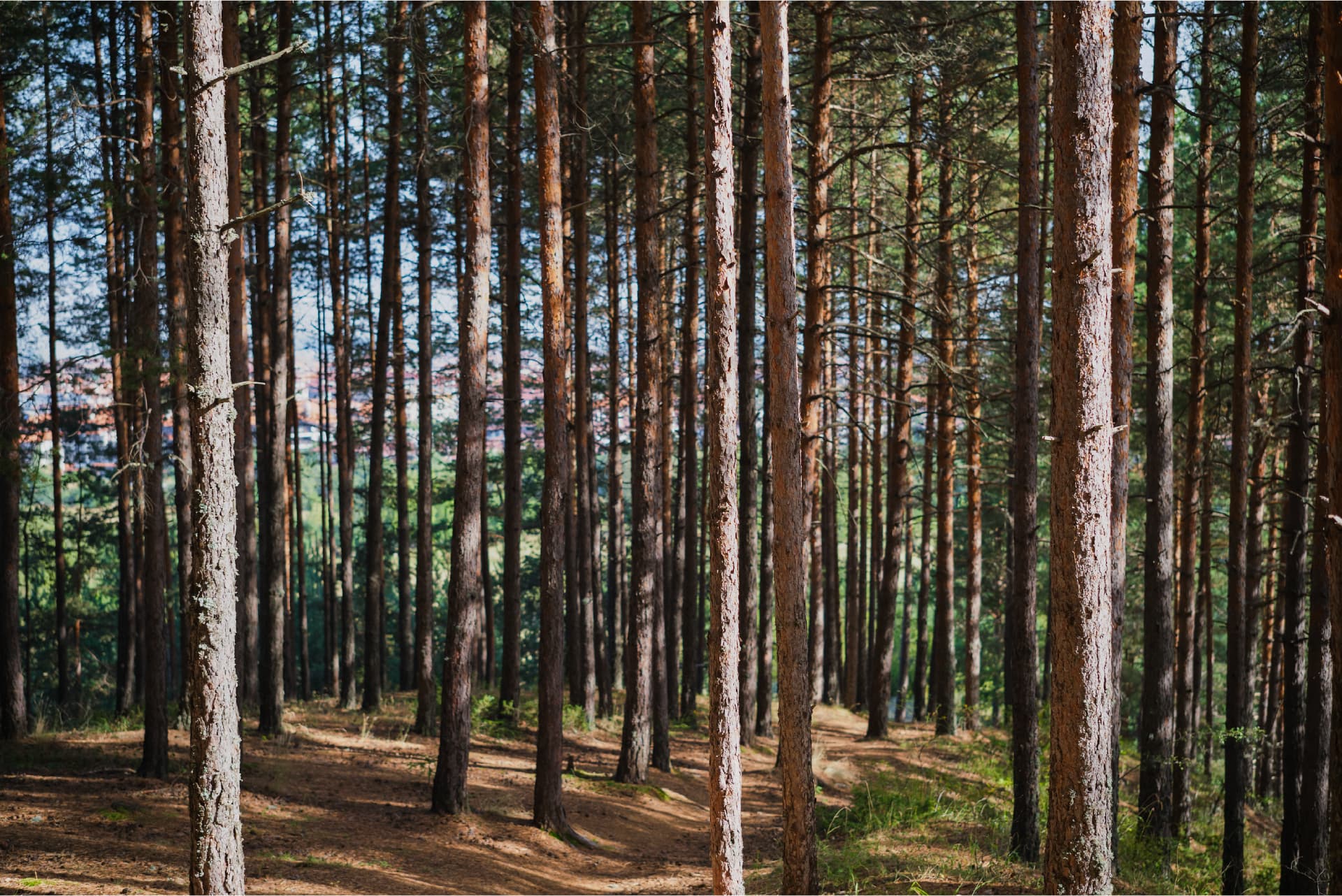 Business owner in Tyler, TX reviewing a digital marketing campaign on a laptop.