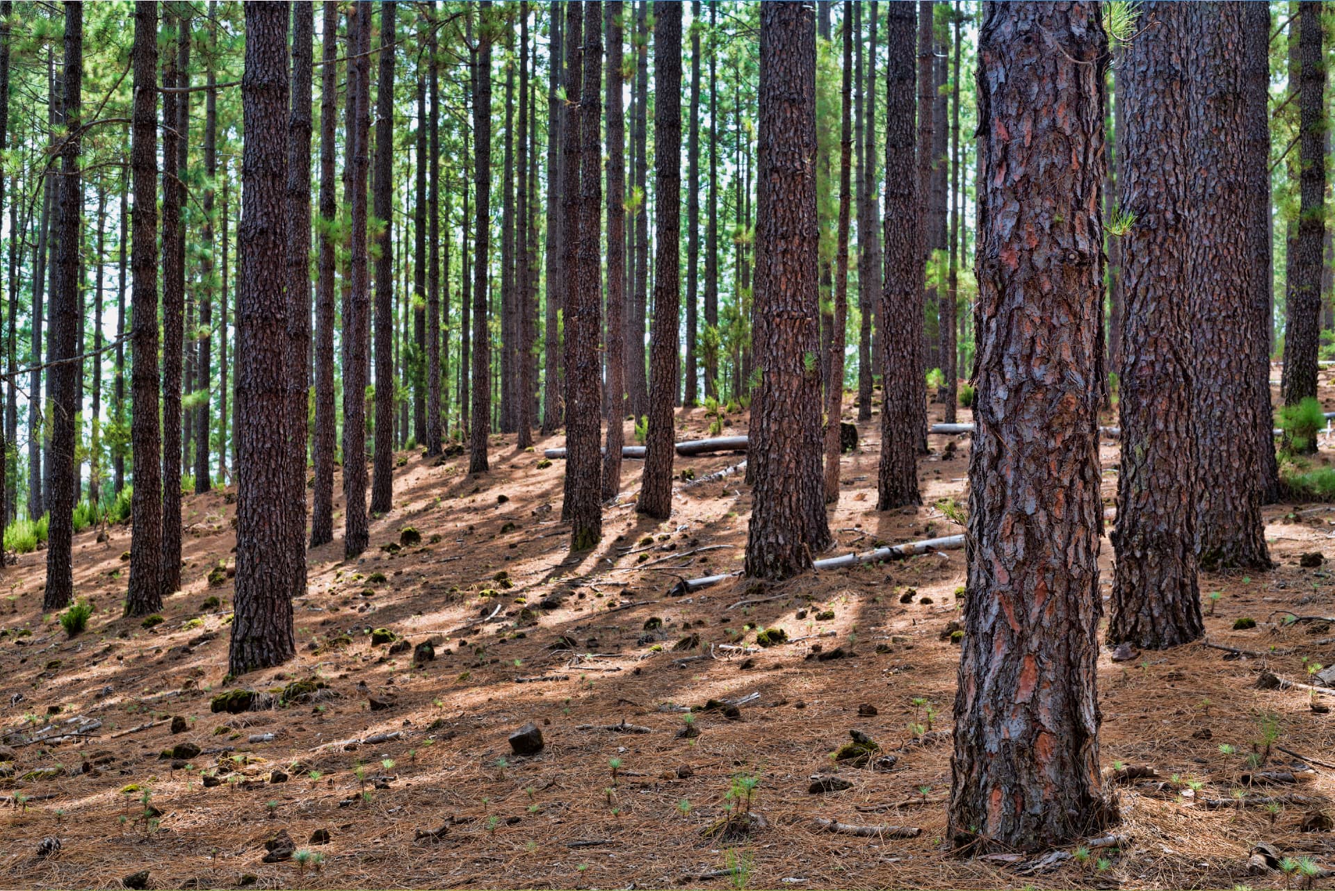 Map search results for local businesses in East Texas.